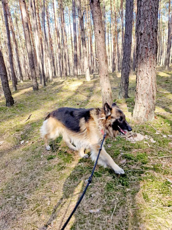 Oddam psa, Warszawa, Fort Bema, 28 lutego 2025 (2/5)