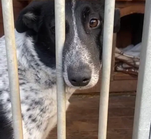 Pies do adopcji, Głowno, 28 lutego 2025 (1/5)