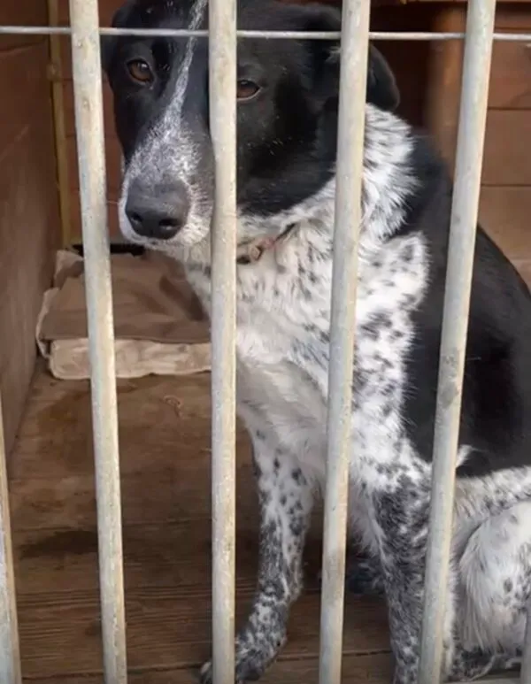 Pies do adopcji, Głowno, 28 lutego 2025 (2/5)