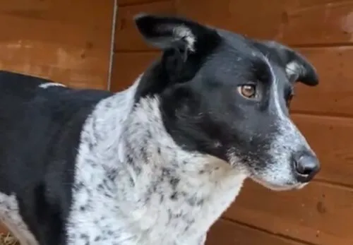 Pies do adopcji, Głowno, 28 lutego 2025 (4/5)