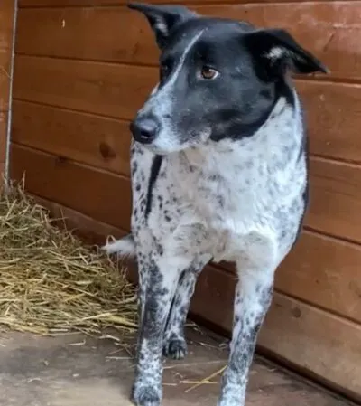 Pies do adopcji, Głowno, 28 lutego 2025 (5/5)