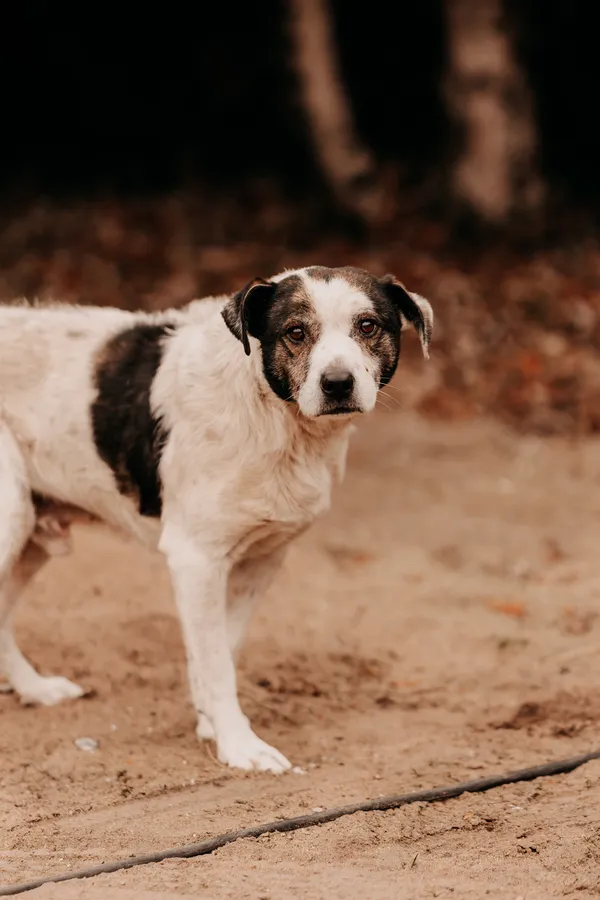 Pies do adopcji, Czartki, 28 lutego 2025 (2/5)