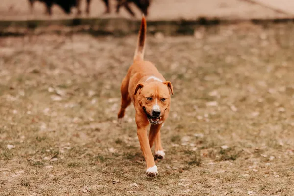 Pies do adopcji, Czartki, 28 lutego 2025 (1/5)