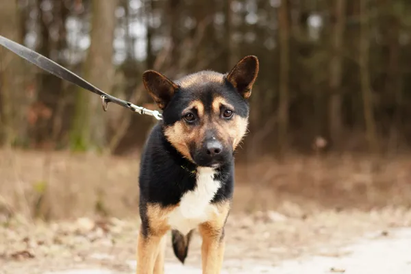 Pies do adopcji, Nowodwór, 28 lutego 2025 (2/5)