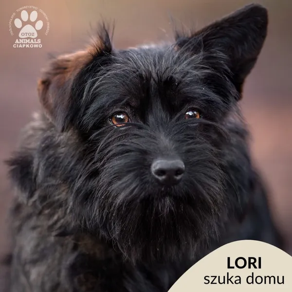 Pies do adopcji, Gdynia, 28 lutego 2025 (1/5)