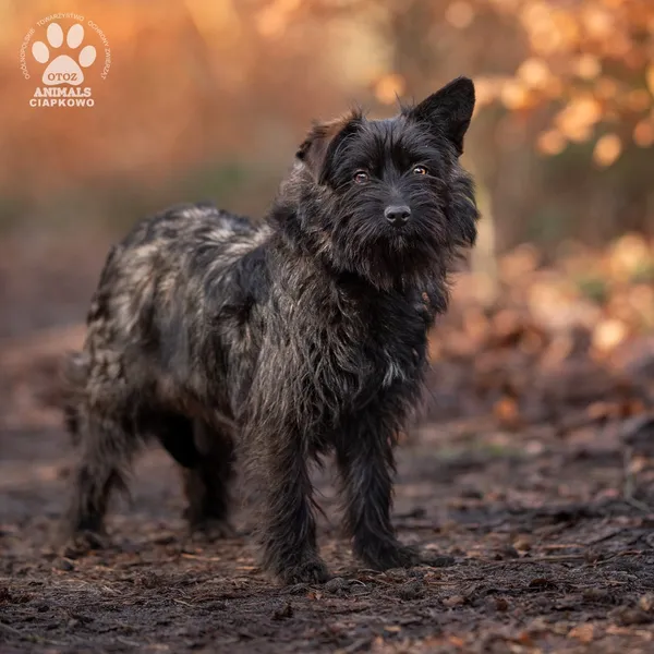 Pies do adopcji, Gdynia, 28 lutego 2025 (2/5)