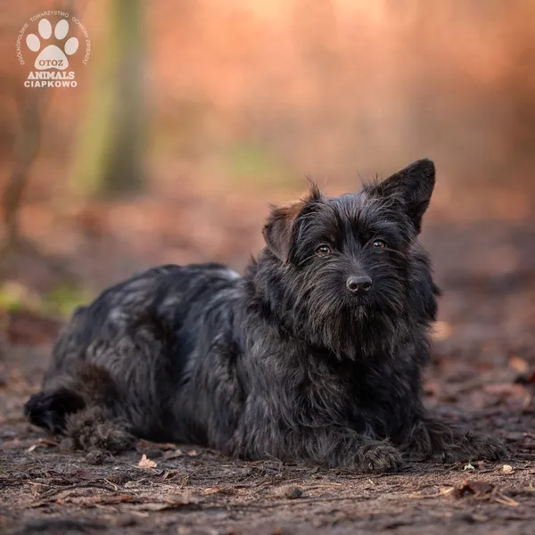 Pies do adopcji, Gdynia, 28 lutego 2025 (4/5)