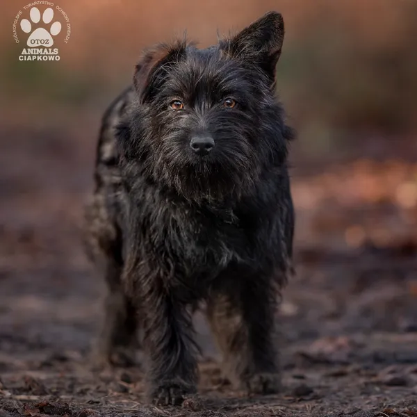 Pies do adopcji, Gdynia, 28 lutego 2025 (5/5)