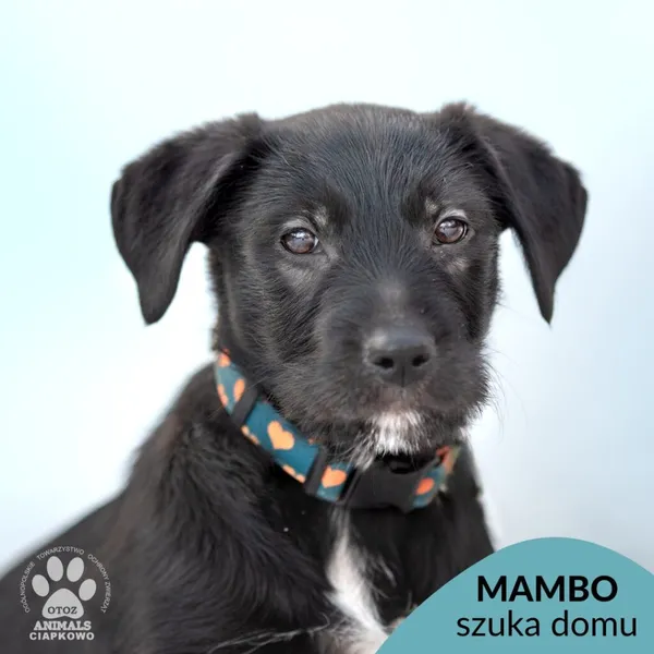 Pies do adopcji, Gdynia, 28 lutego 2025 (1/4)