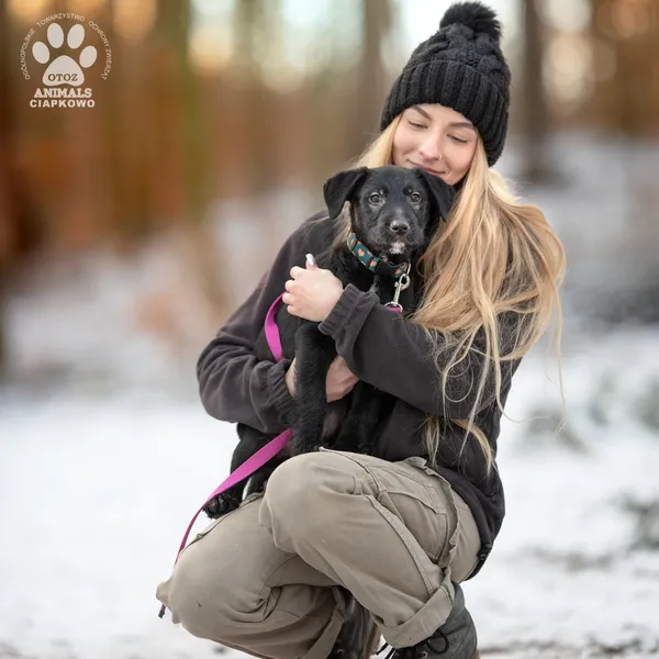 Pies do adopcji, Gdynia, 28 lutego 2025 (2/4)