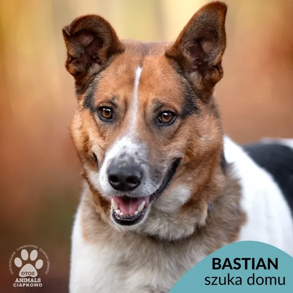 Pies do adopcji, Gdynia, 28 lutego 2025 (1/4)