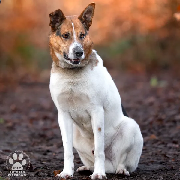 Pies do adopcji, Gdynia, 28 lutego 2025 (3/4)