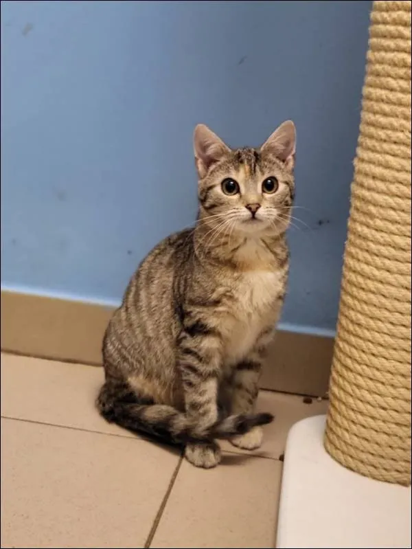 Znaleziono kota, Grudziądz, 12 września 2024