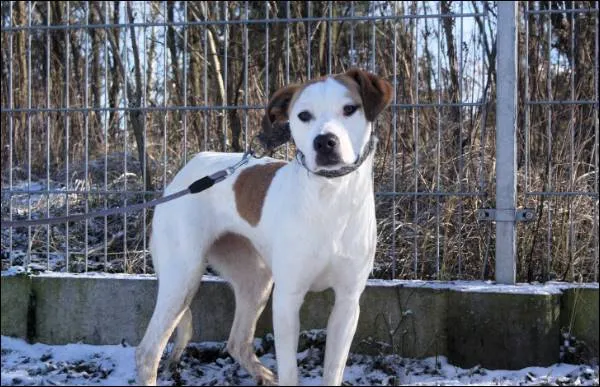 Znaleziono psa, Grudziądz, 27 września 2024