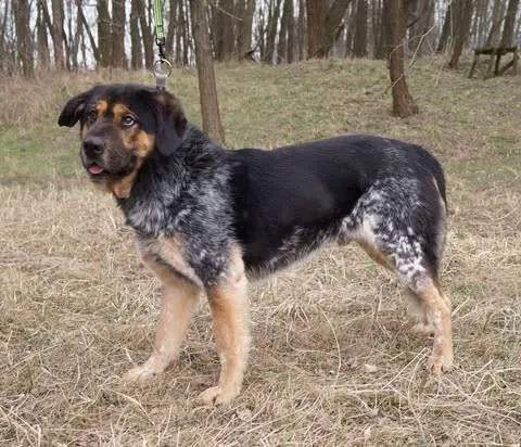 Znaleziono psa, Grudziądz, 24 października 2024