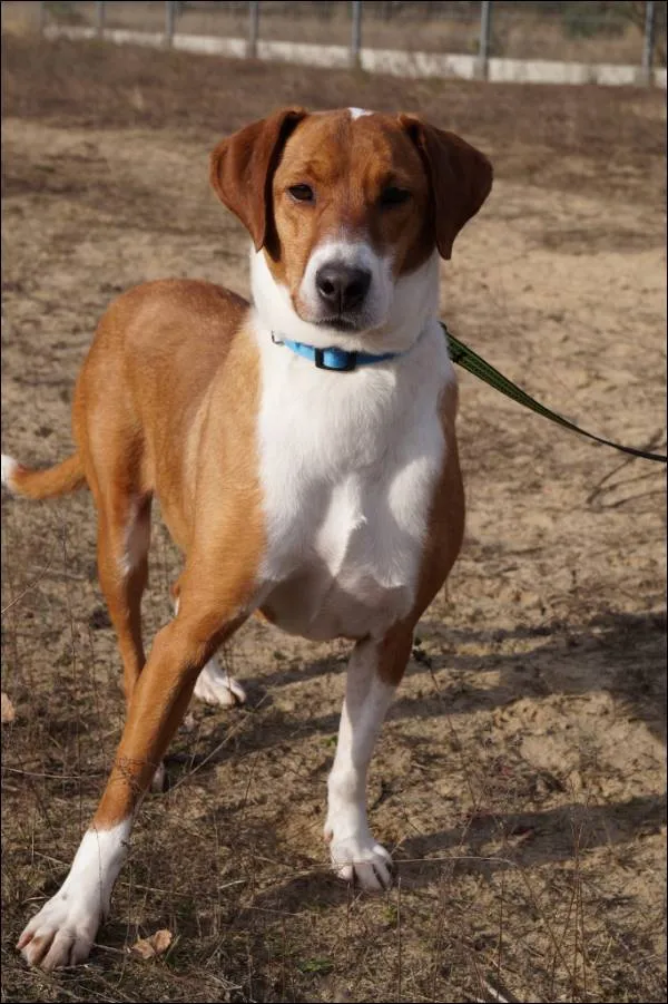 Znaleziono psa, Grudziądz, 21 grudnia 2022