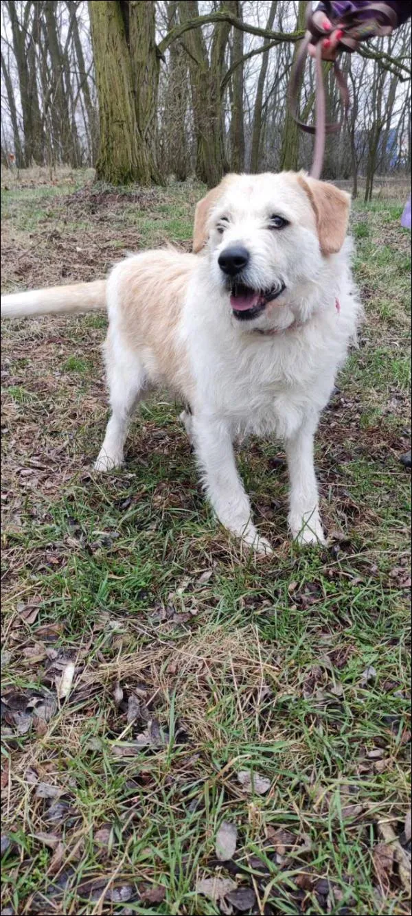 Znaleziono psa, Grudziądz, 24 października 2022