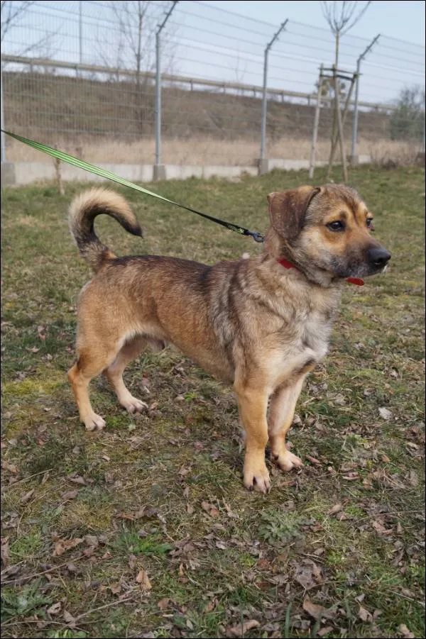 Znaleziono psa, Grudziądz, 8 listopada 2024