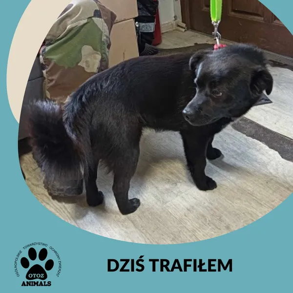 Znaleziono psa, Dąbrówka, 28 lutego 2025