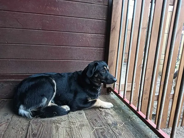 Znaleziono psa, Dąbrówka, 27 lutego 2025