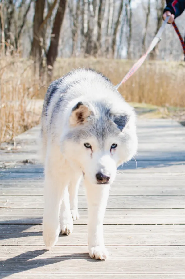 Znaleziono psa, Sosnowiec, 28 lutego 2025 (1/5)
