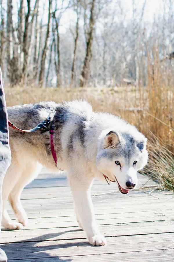Znaleziono psa, Sosnowiec, 28 lutego 2025 (5/5)