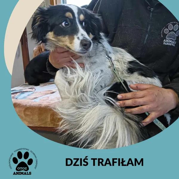 Znaleziono psa, Dąbrówka, 27 lutego 2025