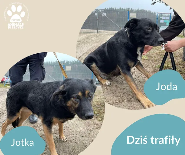 Znaleziono psa, Dąbrówka, 26 lutego 2025