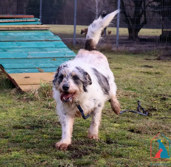 Pies do adopcji, Grudziądz, 15 stycznia 2022 (2/5)