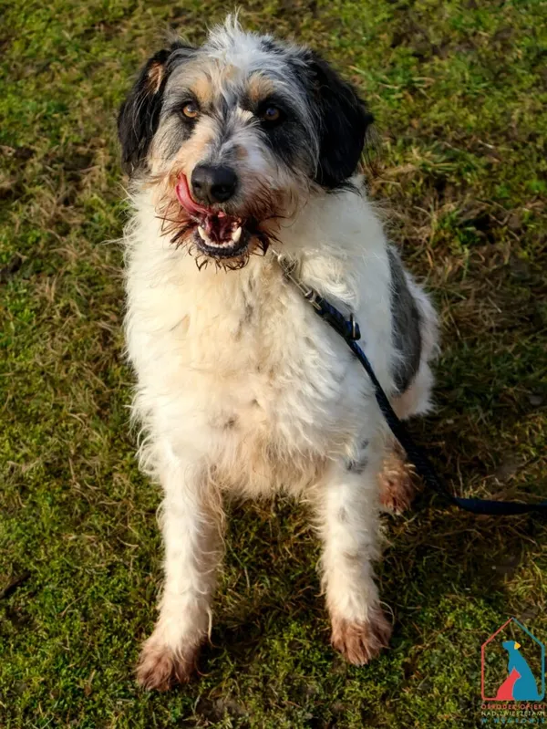 Pies do adopcji, Grudziądz, 15 stycznia 2022 (5/5)