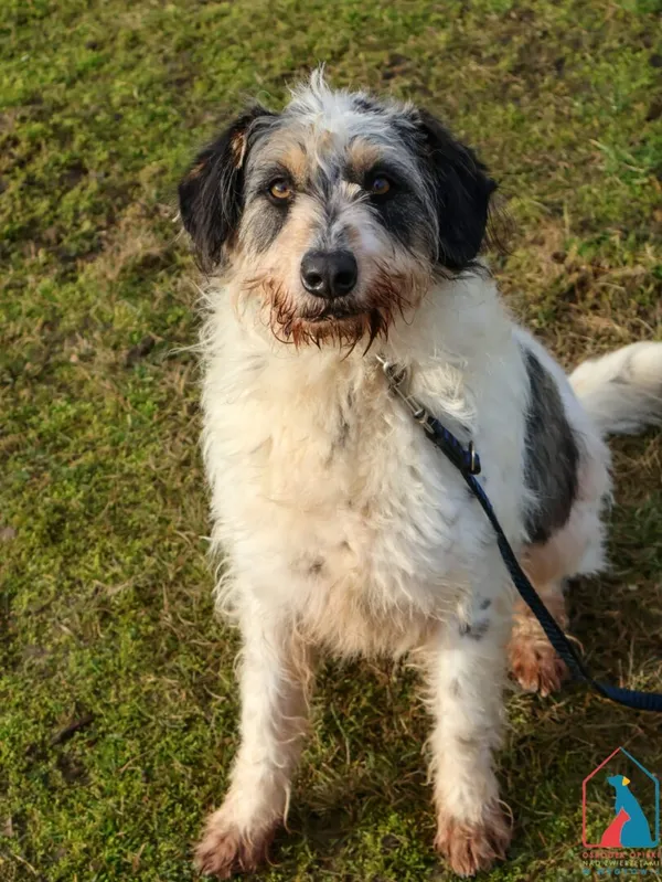 Pies do adopcji, Grudziądz, 15 stycznia 2022 (1/5)