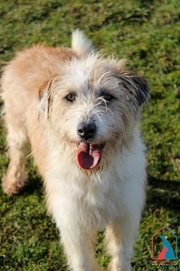 Pies do adopcji, Grudziądz, 15 stycznia 2022 (1/5)