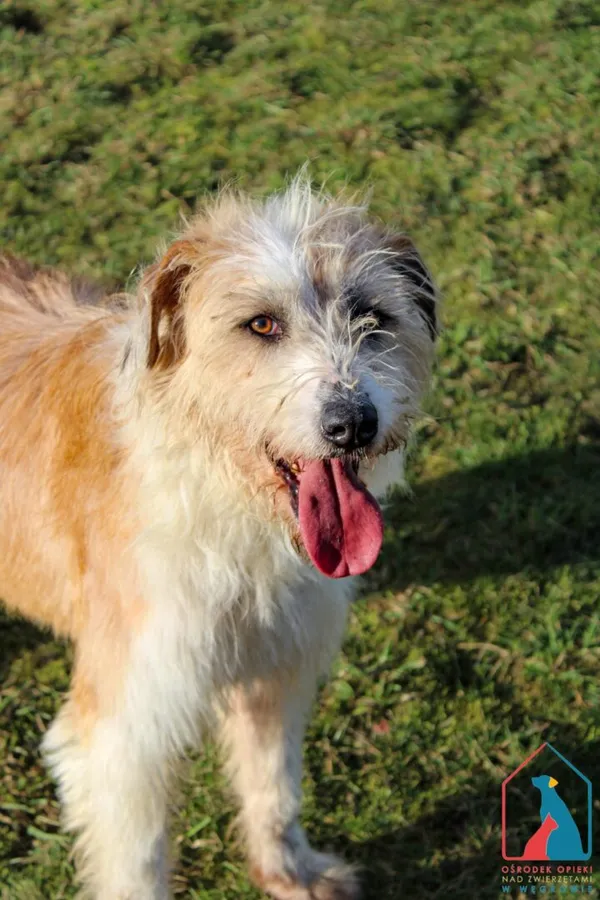 Pies do adopcji, Grudziądz, 15 stycznia 2022 (2/5)