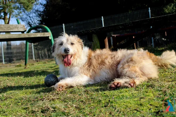 Pies do adopcji, Grudziądz, 15 stycznia 2022 (3/5)