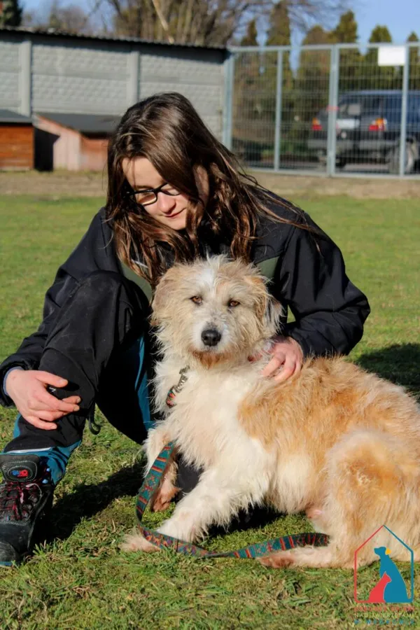 Pies do adopcji, Grudziądz, 15 stycznia 2022 (4/5)