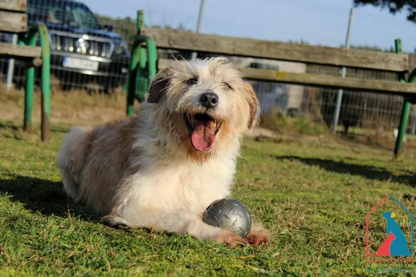 Pies do adopcji, Grudziądz, 15 stycznia 2022 (5/5)