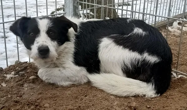 Znaleziono psa, Pieckowo, 25 lutego 2025 (1/2)