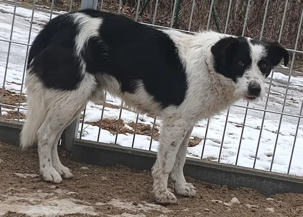 Znaleziono psa, Pieckowo, 25 lutego 2025 (2/2)