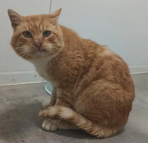 Znaleziono kota, Pieckowo, 25 lutego 2025 (2/2)