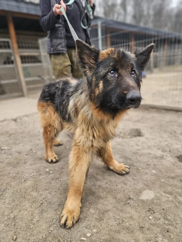 Pies do adopcji, Zgierz, 28 lutego 2025 (1/5)