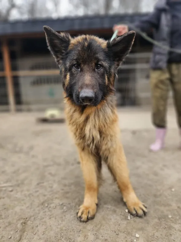 Pies do adopcji, Zgierz, 28 lutego 2025 (2/5)