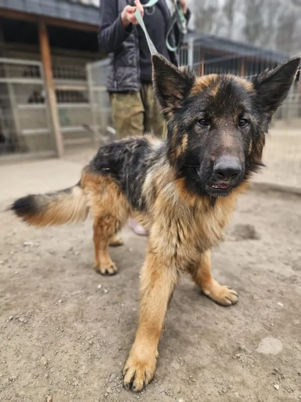 Pies do adopcji, Zgierz, 28 lutego 2025 (3/5)