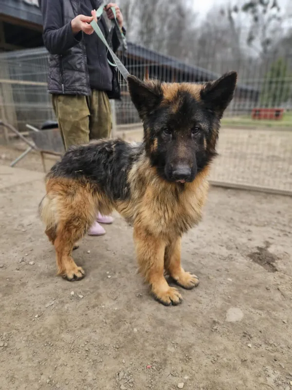 Pies do adopcji, Zgierz, 28 lutego 2025 (4/5)