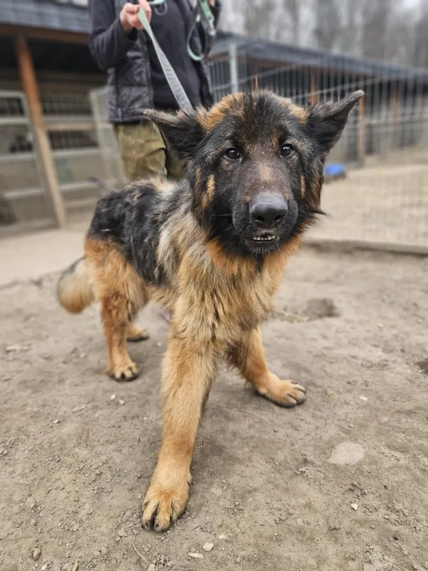 Pies do adopcji, Zgierz, 28 lutego 2025 (5/5)