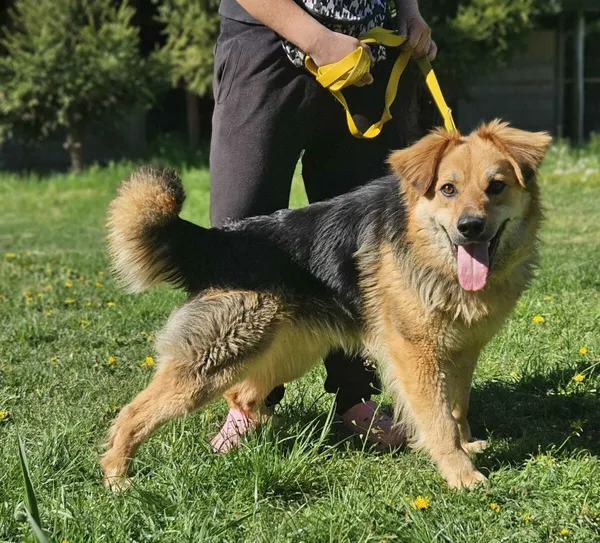 Pies do adopcji, Zgierz, 28 lutego 2025 (1/4)