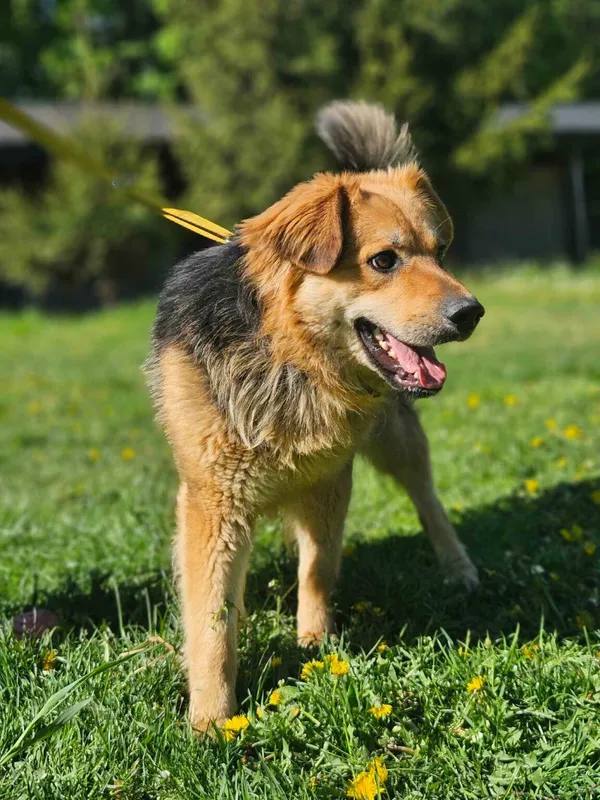 Pies do adopcji, Zgierz, 28 lutego 2025 (3/4)