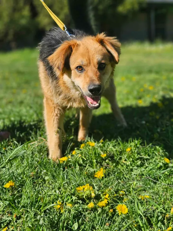 Pies do adopcji, Zgierz, 28 lutego 2025 (4/4)