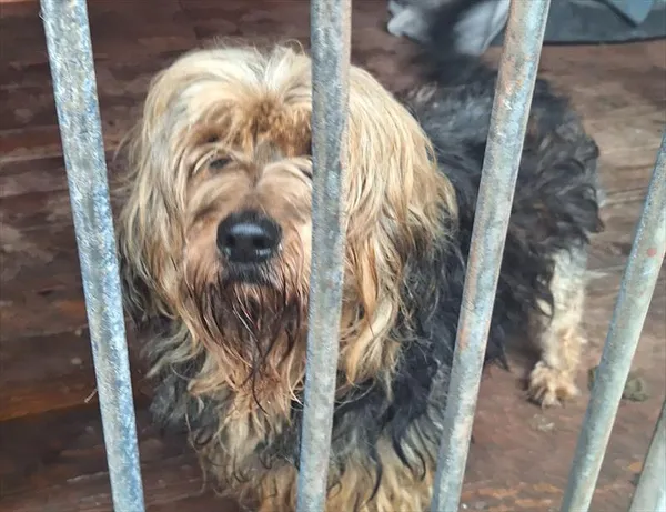 Pies do adopcji, Gorzów Wielkopolski, 16 lutego 2025