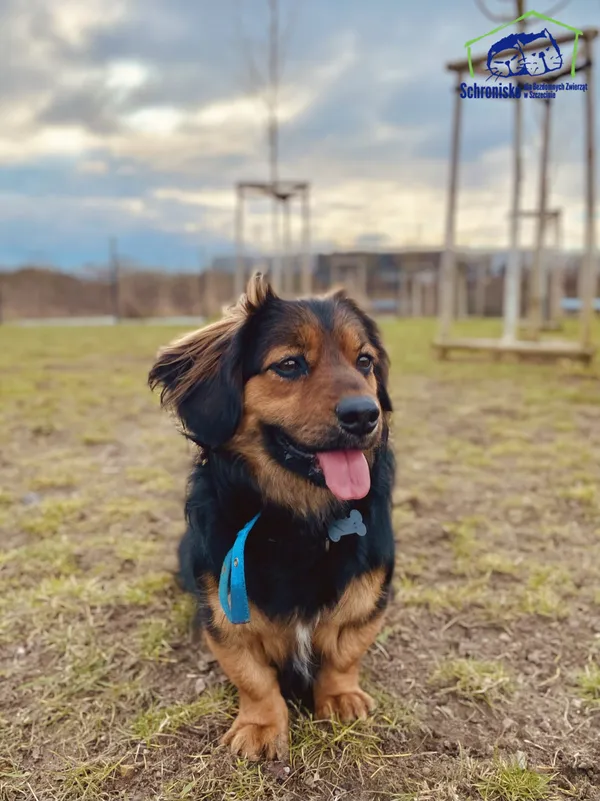 Pies do adopcji, Szczecin, 1 marca 2025 (2/3)