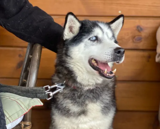 Pies do adopcji, Głowno, 1 marca 2025 (1/3)